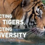 Protecting_Wild_Tigers__A_Path_to_Preserving_Biodiversity video poster