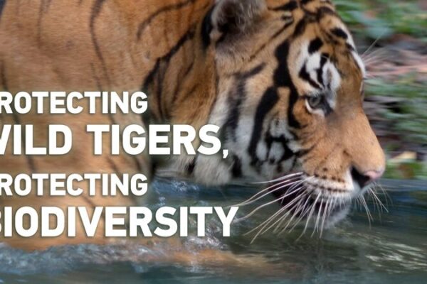 Protecting Wild Tigers: A Path to Preserving Biodiversity Protecting_Wild_Tigers__A_Path_to_Preserving_Biodiversity video poster