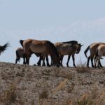 Przewalski's Horses Begin New Journey in Gansu's Dunhuang Nature Reserve video poster