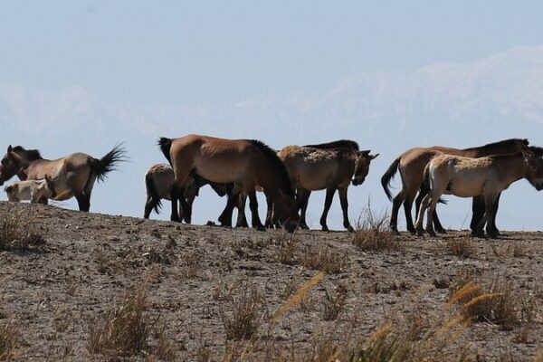 Przewalski's Horses Begin New Journey in Gansu's Dunhuang Nature Reserve video poster
