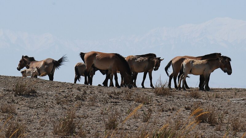 Przewalskis_Horses_Begin_New_Journey_in_Gansus_Dunhuang_Nature_Reserve_poster - Khabar Asia Przewalski's Horses Begin New Journey in Gansu's Dunhuang Nature Reserve video poster