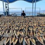 Qingdao Fishermen Sun-Dry Sea Fish Ahead of Spring Festival