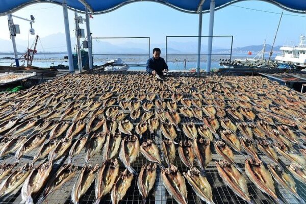 Qingdao Fishermen Sun-Dry Sea Fish Ahead of Spring Festival Qingdao Fishermen Sun-Dry Sea Fish Ahead of Spring Festival