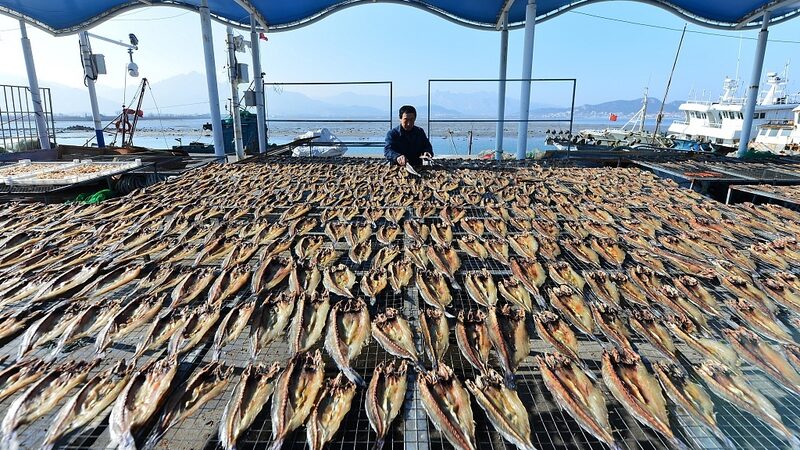 Qingdao_Fishermen_Sun-Dry_Sea_Fish_Ahead_of_Spring_Festival - Khabar Asia Qingdao Fishermen Sun-Dry Sea Fish Ahead of Spring Festival