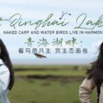 Qinghai Lake: A Sanctuary for Naked Carp and Water Birds video poster