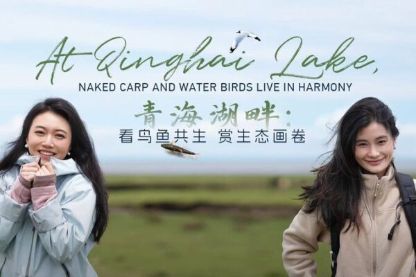 Qinghai Lake: A Sanctuary for Naked Carp and Water Birds video poster