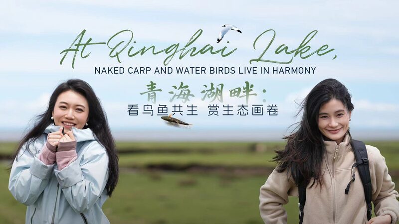Qinghai Lake: A Sanctuary for Naked Carp and Water Birds video poster