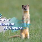 Qinghai__The_Pinnacle_of_Life_on_China_s_Plateau video poster