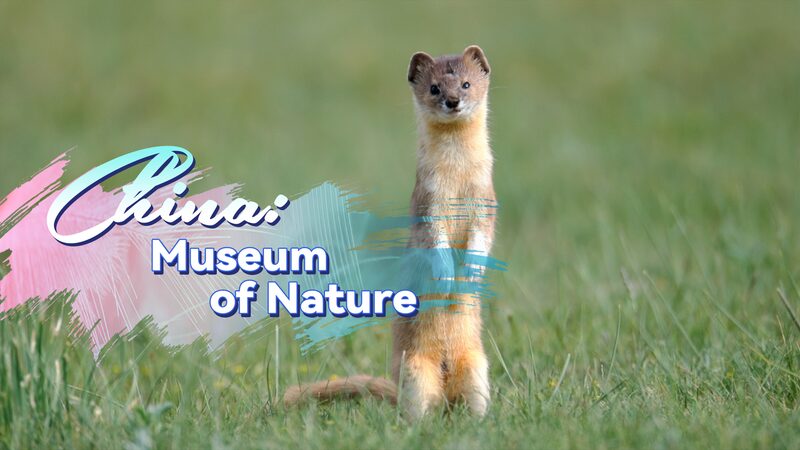 Qinghai__The_Pinnacle_of_Life_on_China_s_Plateau video poster