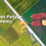 Quzhou Port Fuels Zhejiang's 'Sweet Potato Economy' in Yangtze River Delta video poster