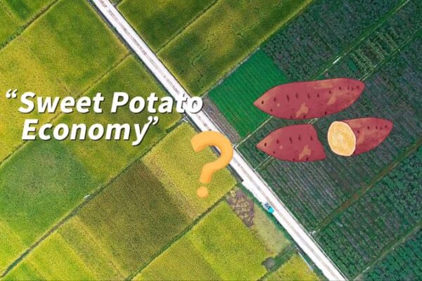 Quzhou Port Fuels Zhejiang’s ‘Sweet Potato Economy’ in Yangtze River Delta Quzhou Port Fuels Zhejiang's 'Sweet Potato Economy' in Yangtze River Delta video poster