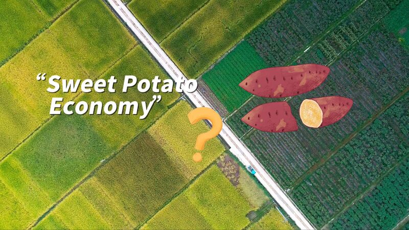Quzhou_Port_Fuels_Zhejiangs_Sweet_Potato_Economy_in_Yangtze_River_Delta_poster - Khabar Asia Quzhou Port Fuels Zhejiang's 'Sweet Potato Economy' in Yangtze River Delta video poster