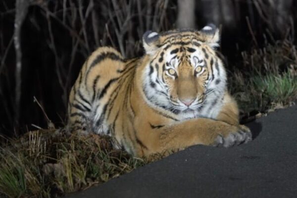 Ranger’s Unexpected Encounter with a Siberian Tiger in Jilin Ranger_s_Unexpected_Encounter_with_a_Siberian_Tiger_in_Jilin video poster