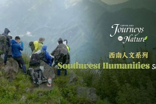 Rangers Embark on Jungle Trek to Spot Wild Giant Pandas in Sichuan Rangers Embark on Jungle Trek to Spot Wild Giant Pandas in Sichuan video poster