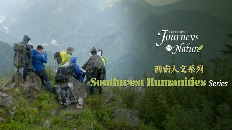 Rangers_Embark_on_Jungle_Trek_to_Spot_Wild_Giant_Pandas_in_Sichuan_poster - Khabar Asia Rangers Embark on Jungle Trek to Spot Wild Giant Pandas in Sichuan video poster