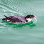 Rare Ancient Murrelet Spotted in Shenzhen Bay for the Second Time