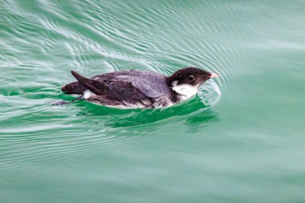 Rare Ancient Murrelet Spotted in Shenzhen Bay for the Second Time Rare Ancient Murrelet Spotted in Shenzhen Bay for the Second Time