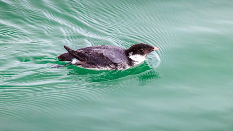 Rare_Ancient_Murrelet_Spotted_in_Shenzhen_Bay_for_the_Second_Time - Khabar Asia Rare Ancient Murrelet Spotted in Shenzhen Bay for the Second Time