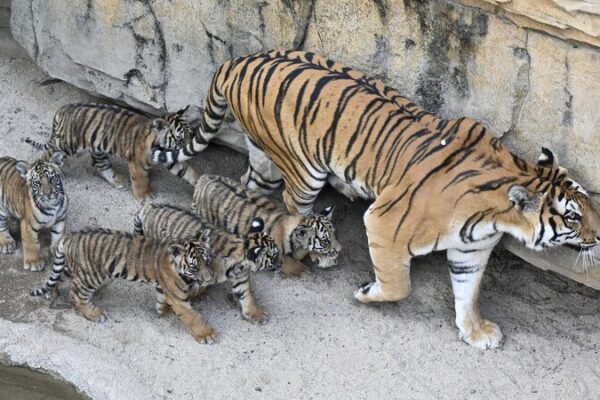 Rare_Bengal_Tiger_Quintuplets_Make_Debut_at_Guangzhou_Safari_Park