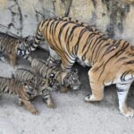 Rare_Bengal_Tiger_Quintuplets_Make_Public_Debut_at_Guangzhou_Safari_Park