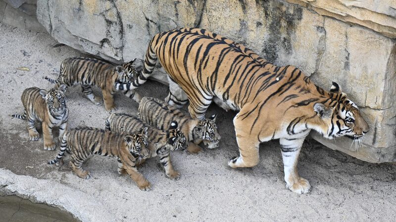 Rare_Bengal_Tiger_Quintuplets_Make_Public_Debut_at_Guangzhou_Safari_Park - Khabar Asia Rare_Bengal_Tiger_Quintuplets_Make_Public_Debut_at_Guangzhou_Safari_Park