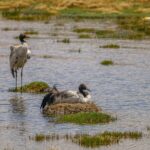 Rare Black-Necked Cranes Breed in High-Altitude Wetlands of China's Xizang video poster