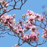 Rare Bloom of 400-Year-Old Eclipta Mesmerizes Visitors at Shaanxi's Wuhou Temple video poster