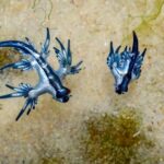Rare Blue Dragons Wash Up on Texas Beaches, Surprising Visitors Worldwide