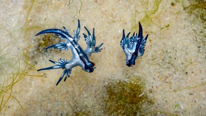 Rare_Blue_Dragons_Wash_Up_on_Texas_Beaches_Surprising_Visitors_Worldwide - Khabar Asia Rare Blue Dragons Wash Up on Texas Beaches, Surprising Visitors Worldwide