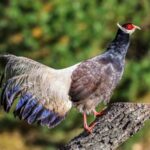 Rare_Brown_Eared_Pheasant_Population_Rises_in_North_China_s_Shanxi_Province