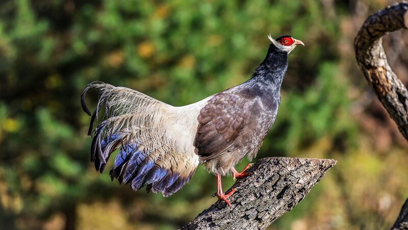 Rare_Brown_Eared_Pheasant_Population_Rises_in_North_China_s_Shanxi_Province