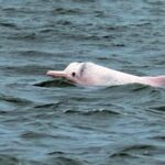 Rare Chinese White Dolphins Spotted in South China's Leizhou Bay