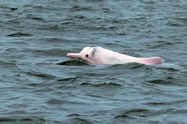 Rare Chinese White Dolphins Spotted in South China's Leizhou Bay