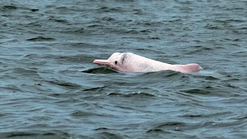 Rare_Chinese_White_Dolphins_Spotted_in_South_Chinas_Leizhou_Bay - Khabar Asia Rare Chinese White Dolphins Spotted in South China's Leizhou Bay