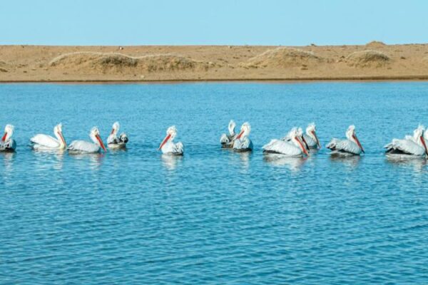 Rare Dalmatian Pelicans Make Remarkable Appearance in Northern China’s Grasslands Rare Dalmatian Pelicans Make Remarkable Appearance in Northern China's Grasslands