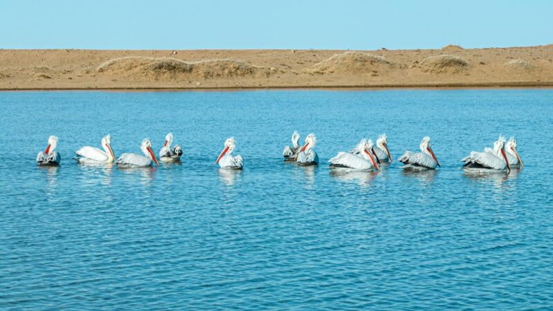 Rare_Dalmatian_Pelicans_Make_Remarkable_Appearance_in_Northern_Chinas_Grasslands - Khabar Asia Rare Dalmatian Pelicans Make Remarkable Appearance in Northern China's Grasslands