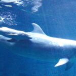 Rare Dolphin Hybrid Makes Waves at Zhengzhou Ocean Aquarium
