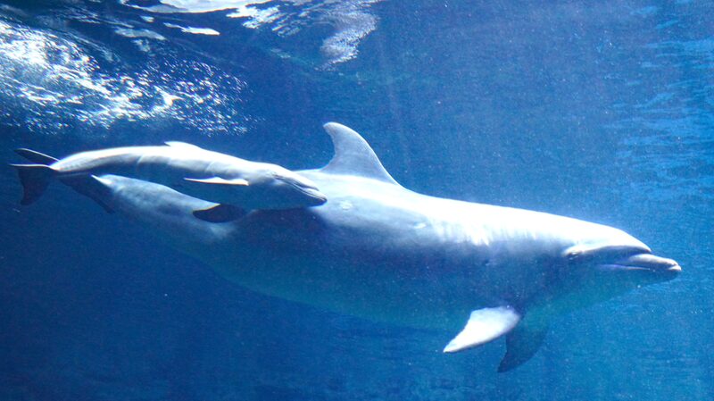 Rare_Dolphin_Hybrid_Makes_Waves_at_Zhengzhou_Ocean_Aquarium - Khabar Asia Rare Dolphin Hybrid Makes Waves at Zhengzhou Ocean Aquarium