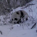 Rare Footage Captures Giant Panda Cub Following Mother in Sichuan's Baiyang Nature Reserve video poster