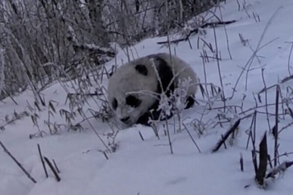 Rare Footage Captures Giant Panda Cub Following Mother in Sichuan's Baiyang Nature Reserve video poster