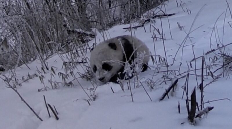 Rare_Footage_Captures_Giant_Panda_Cub_Following_Mother_in_Sichuans_Baiyang_Nature_Reserve_poster - Khabar Asia Rare Footage Captures Giant Panda Cub Following Mother in Sichuan's Baiyang Nature Reserve video poster