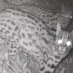 Rare Footage Captures Leopard Cat Family in East China's Zhejiang Province video poster