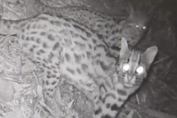 Rare Footage Captures Leopard Cat Family in East China’s Zhejiang Province Rare Footage Captures Leopard Cat Family in East China's Zhejiang Province video poster