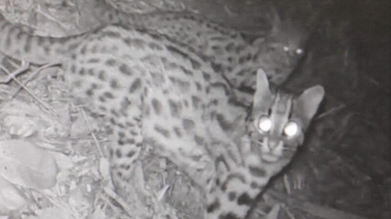 Rare_Footage_Captures_Leopard_Cat_Family_in_East_Chinas_Zhejiang_Province_poster - Khabar Asia Rare Footage Captures Leopard Cat Family in East China's Zhejiang Province video poster