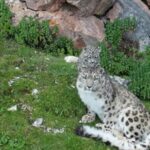 Rare Footage Captures Snow Leopard and Cub in Qinghai Mountains video poster