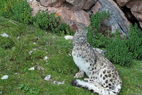 Rare Footage Captures Snow Leopard and Cub in Qinghai Mountains video poster