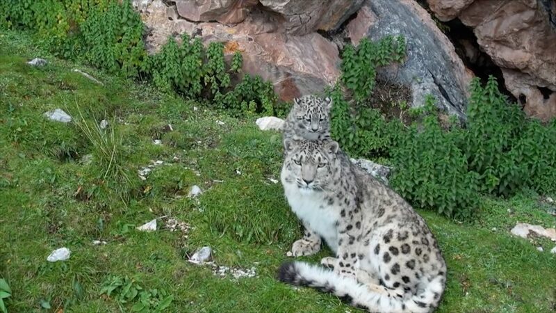 Rare_Footage_Captures_Snow_Leopard_and_Cub_in_Qinghai_Mountains_poster - Khabar Asia Rare Footage Captures Snow Leopard and Cub in Qinghai Mountains video poster