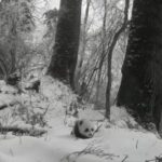 Rare Footage Captures Wild Giant Panda Cub and Mother in Sichuan's Baiyang Nature Reserve video poster