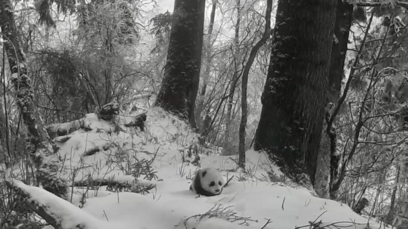 Rare_Footage_Captures_Wild_Giant_Panda_Cub_and_Mother_in_Sichuans_Baiyang_Nature_Reserve_poster - Khabar Asia Rare Footage Captures Wild Giant Panda Cub and Mother in Sichuan's Baiyang Nature Reserve video poster