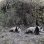 Rare Footage Captures Wild Giant Panda Mothers and Cubs in Shaanxi Province video poster